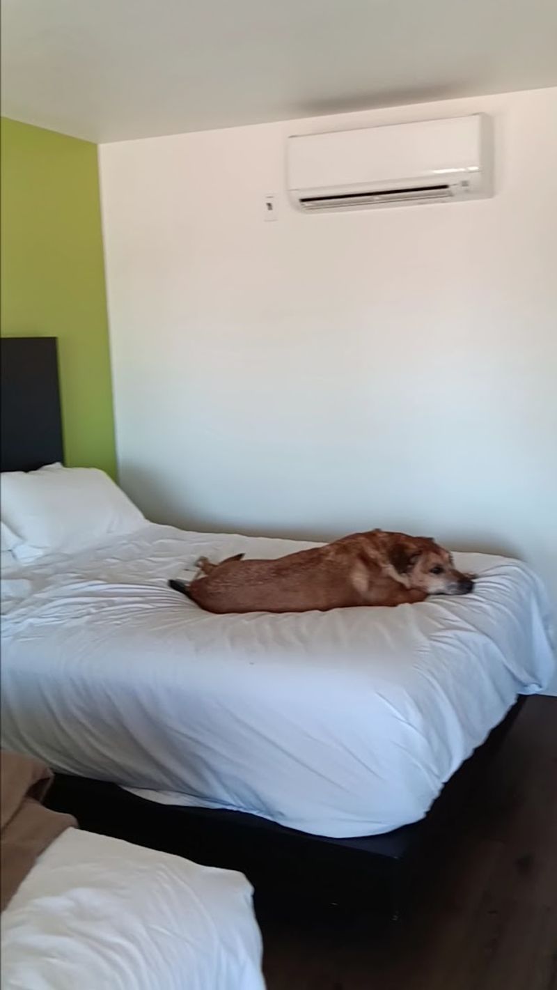 Pet-Friendly Accommodations That Actually Welcome Your Dog