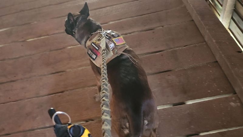 Pet-Friendly Atmosphere for Four-Legged Visitors
