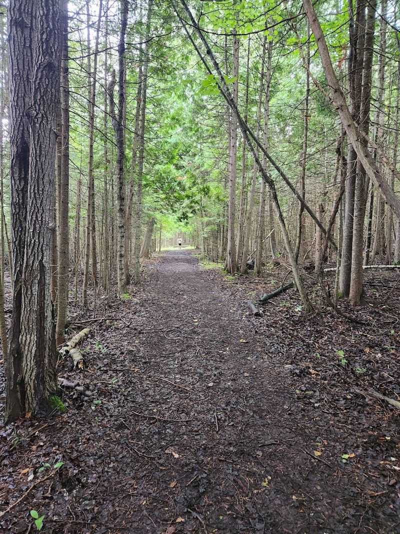 Pet-Friendly Environment for Dog Owners