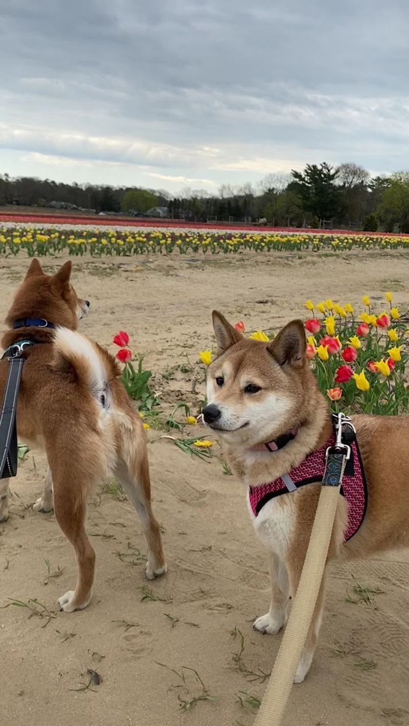 Pet-Friendly Grounds That Welcome Your Furry Family Members