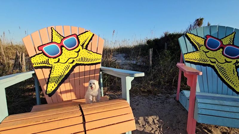 Pet-Friendly Paradise: Dogs Are Welcome Here