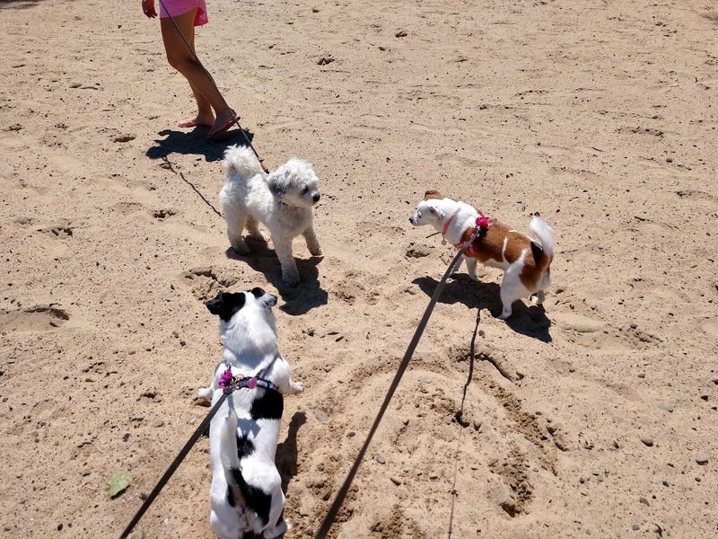 Pets Are Welcome at This Laid-Back Shoreline
