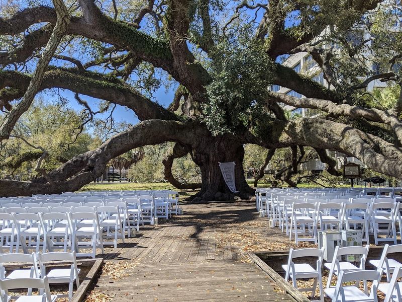 Photography Heaven Under Ancient Branches Photography Heaven Under Ancient Branches