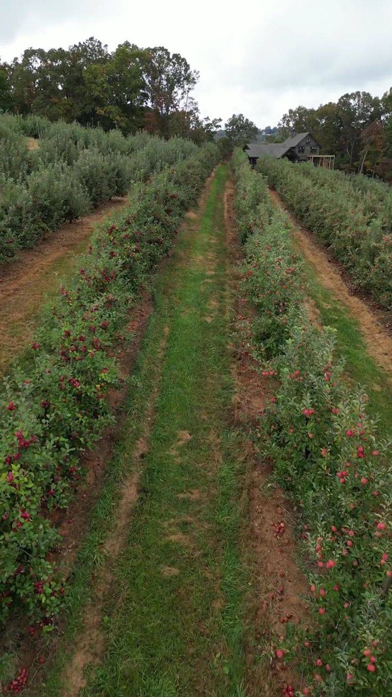 Pick-Your-Own Apple Experience Across 300 Stunning Acres