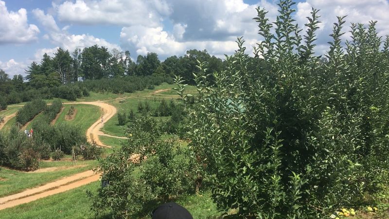 Pick-Your-Own Apple Experience for the Whole Family