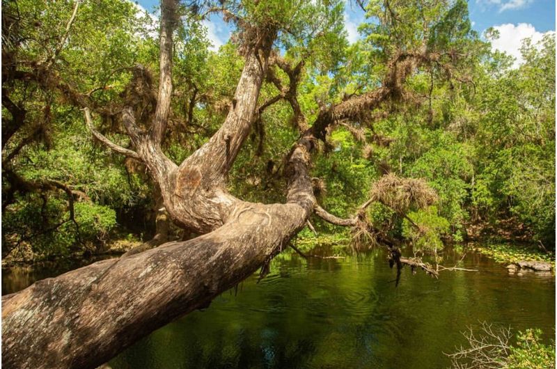 Picnic Spots Shaded by Old-Growth Trees