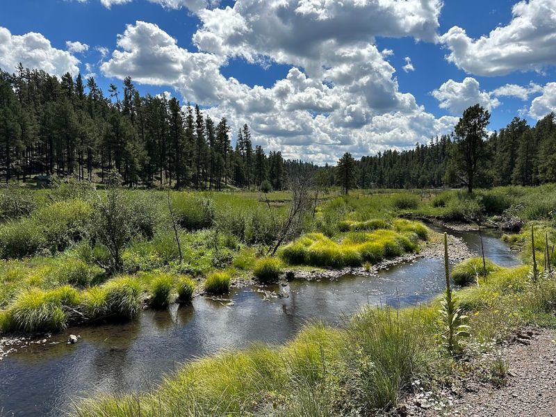 Picnicking in Alpine Meadows and Forest Clearings Picnicking in Alpine Meadows and Forest Clearings