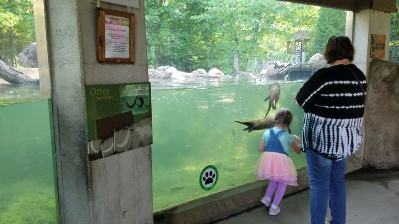 Playful River Otters You Cannot Miss