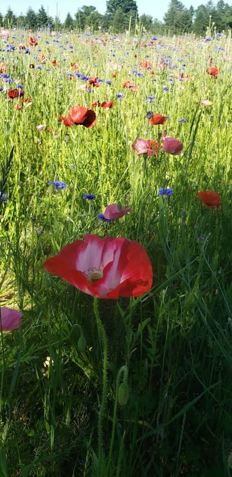 Pleasant Hill Farm: More Than Just Poppies