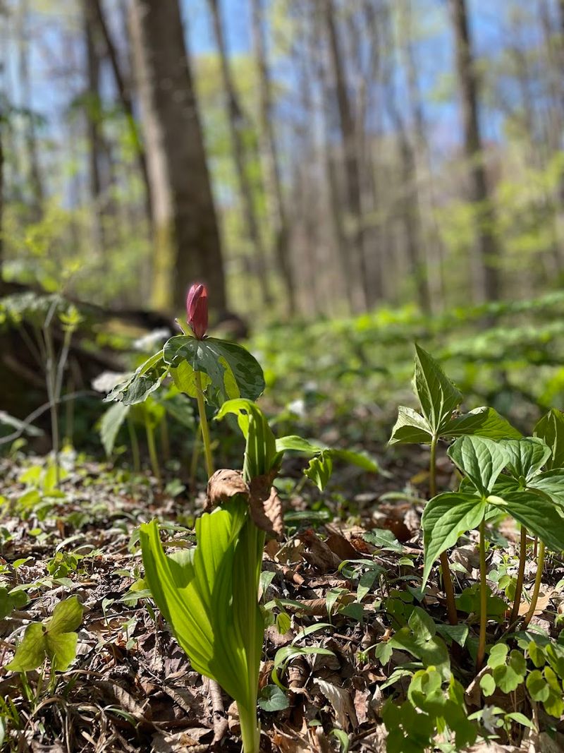 Poison Ivy and Trail Hazards to Know About Poison Ivy and Trail Hazards to Know About