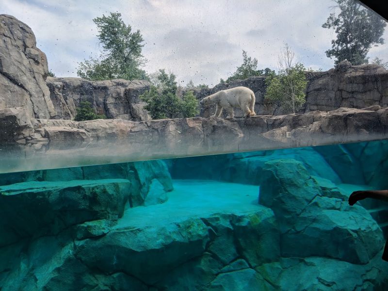 Polar Bears and Brown Bears Putting On A Show