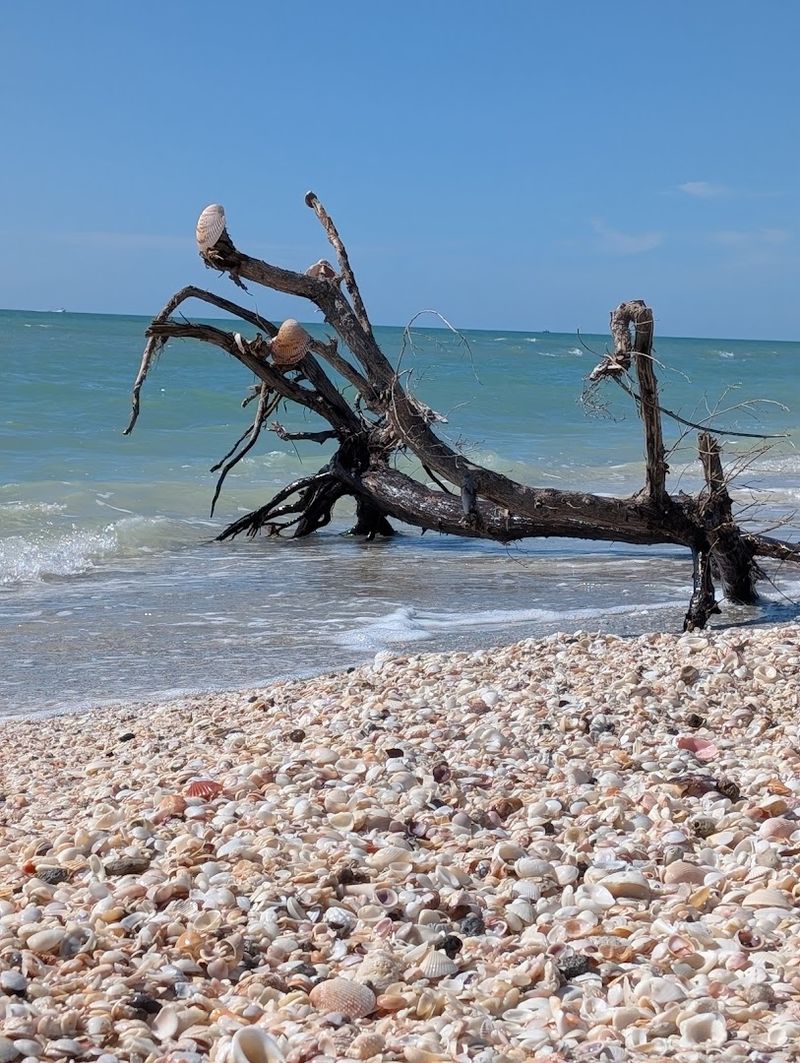 Post-Hurricane Recovery That Shows Nature's Remarkable Resilience