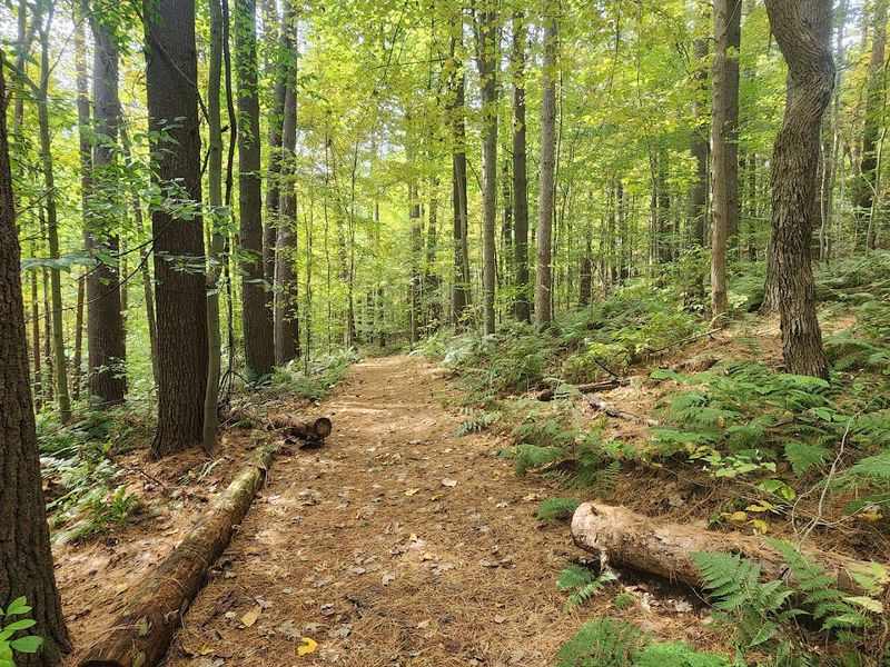 Practical Tips for Planning Your Visit to Mohican State Park
