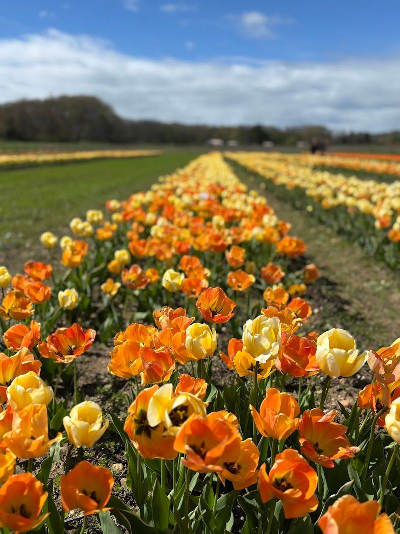 Practical Tips for Planning Your Visit to Waterdrinker Farm