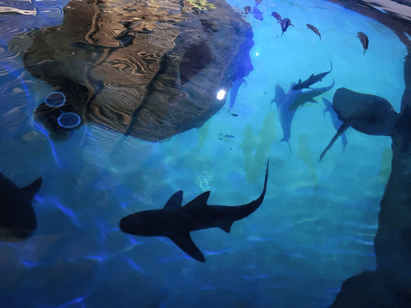 Practical Tips for Visiting Florida Keys Aquarium Encounters