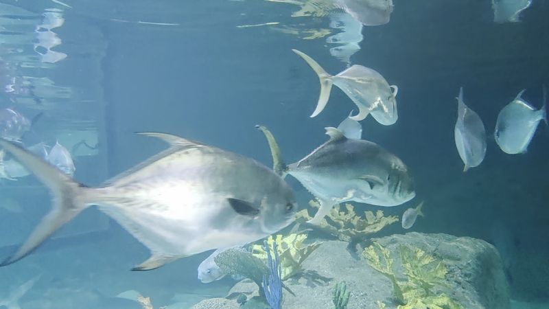 Predator Tank With Sharks and Southern Stingrays