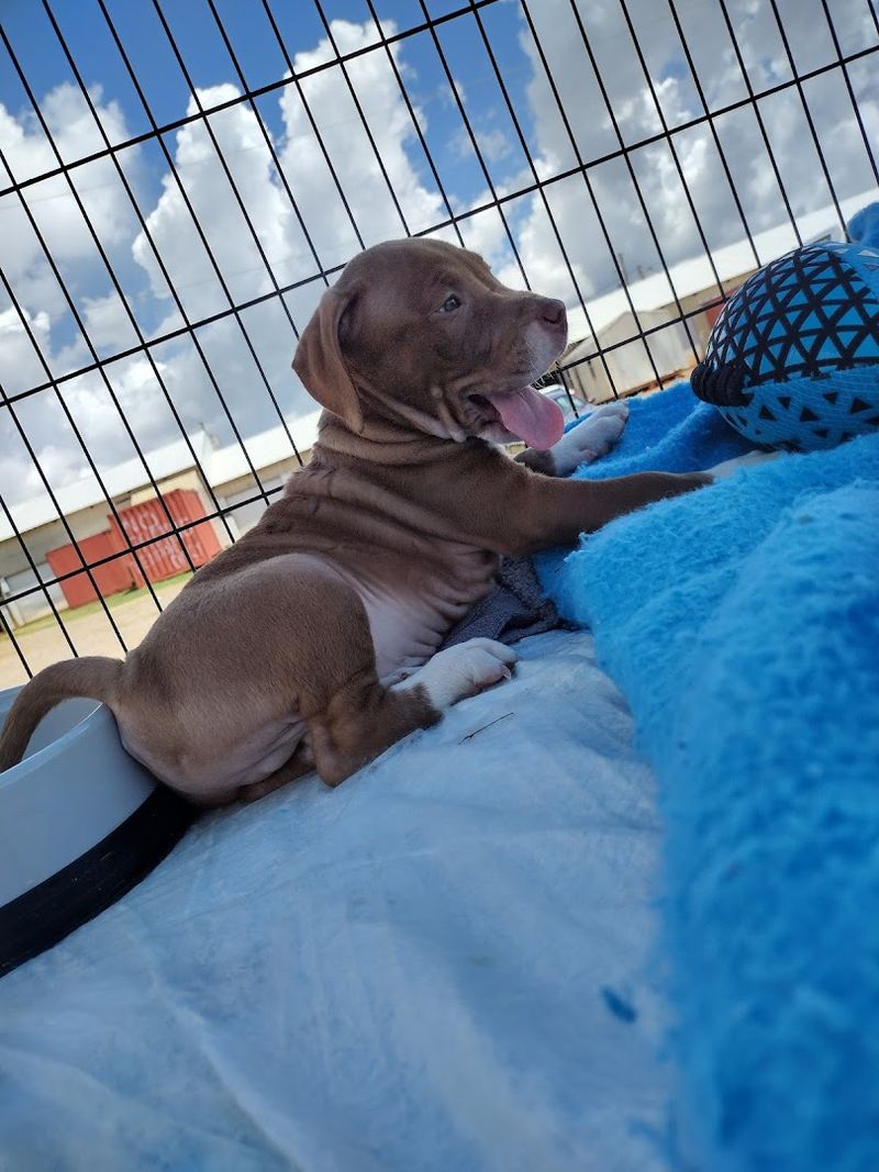 Puppies, Pets, and Animal Lovers' Paradise