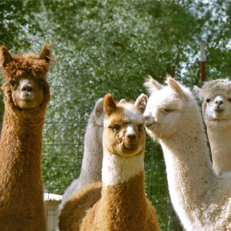 Purchasing Alpacas: A Breeder You Can Trust