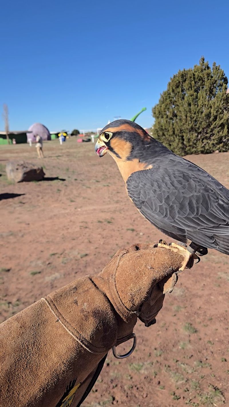 Raptor Ranch Birds of Prey Encounters