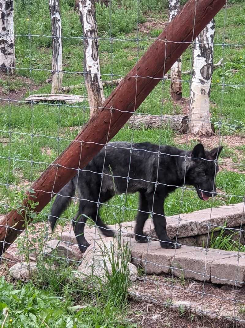 Rare Chances to See Wolf Pups and Special Events