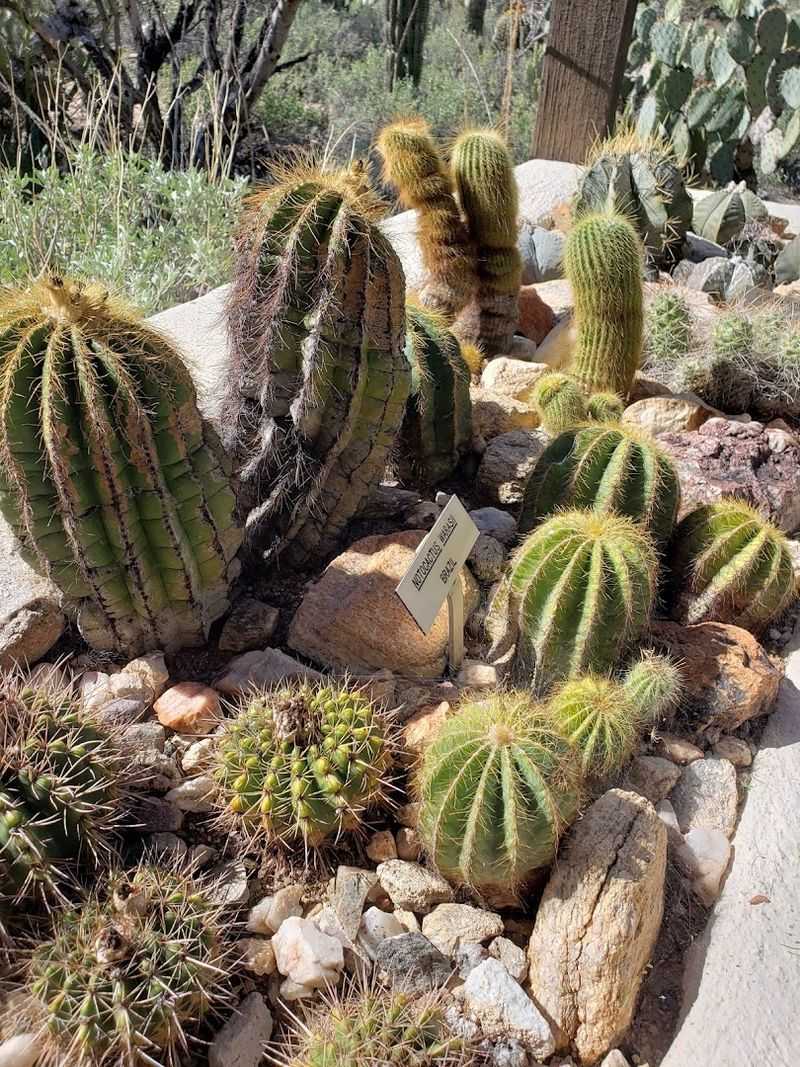 Rare Plants You Won't Find Just Anywhere