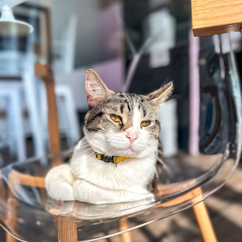 Ray the Blind Cat — The Resident Legend