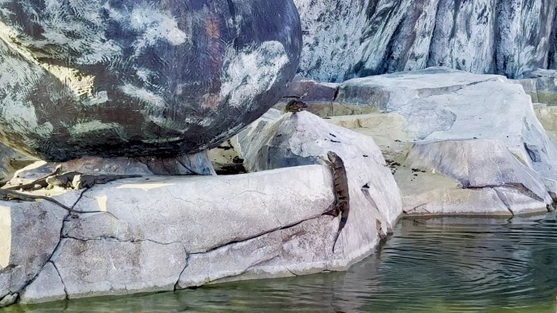 Real-Life Iguanas Have Made It Their Home