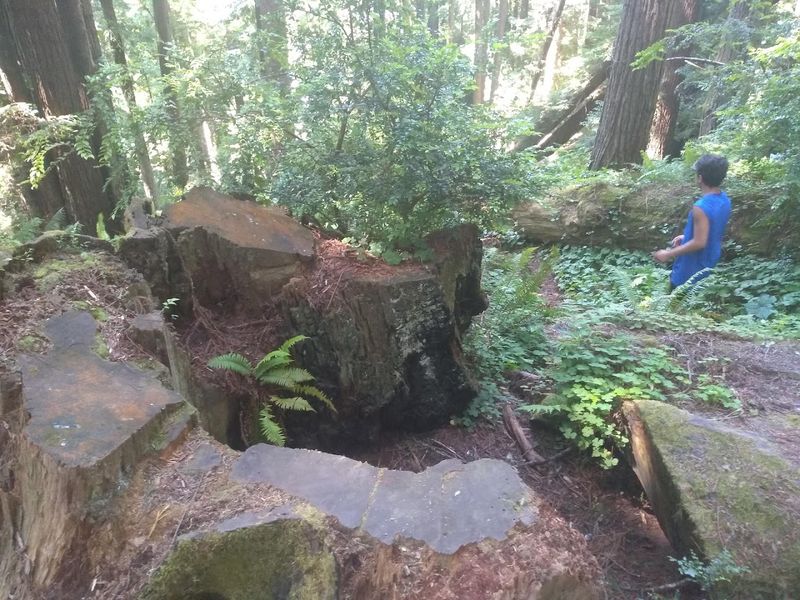 Redwood Sky Walk at Sequoia Park Zoo