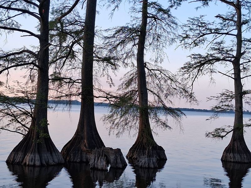 Reelfoot Lake State Park - Tiptonville, Tennessee