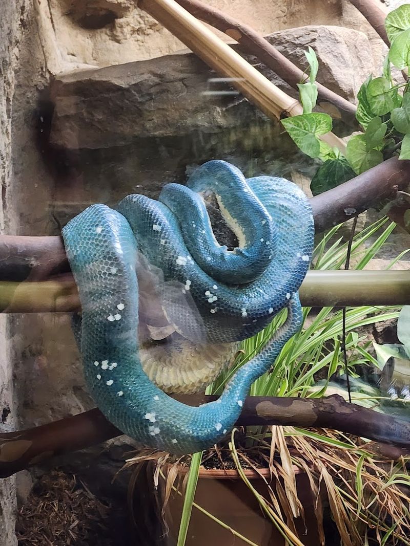 Reptile and Tree House Exhibit
