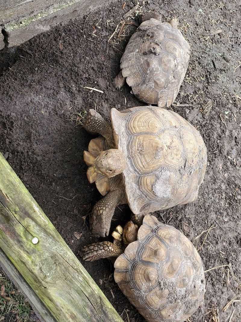 Reptiles and Other Scaly Surprises on the Tour