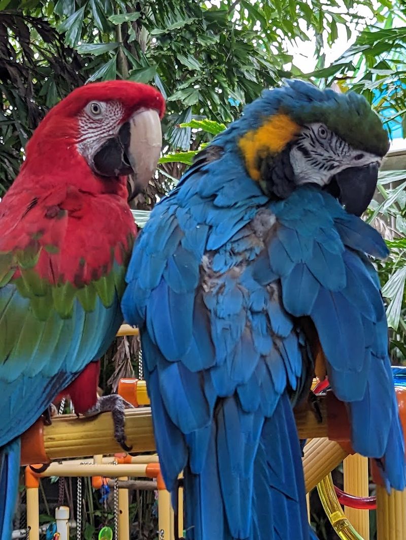 Rescued Parrots With Stories Worth Knowing