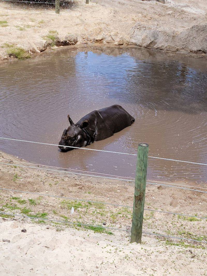 Rhinos, Hippos, and the African Safari Feel