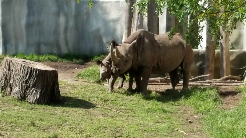 Rhinos Named Doppsee and Phineas