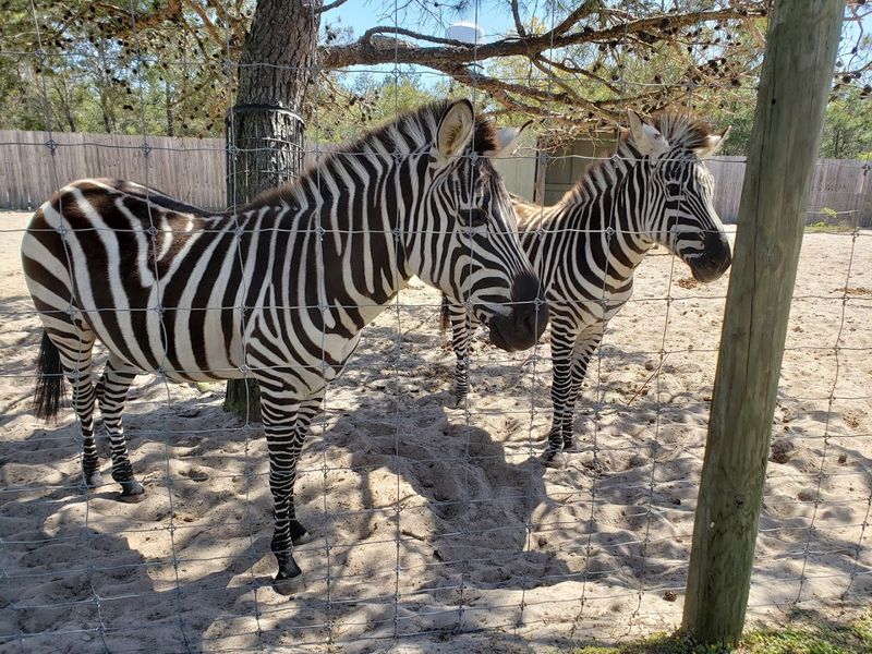 Rhinos and Hippos in Open Habitat