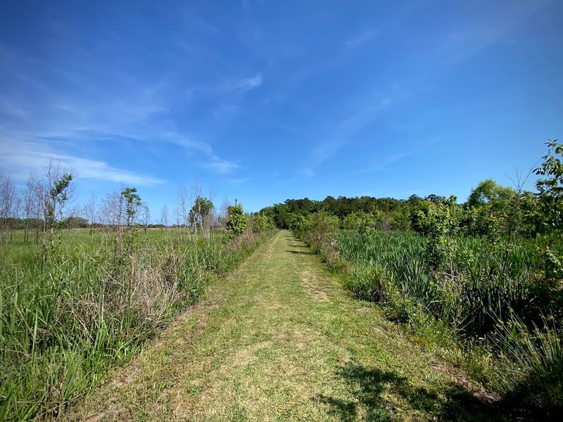 Rice Field Trails That Stretch Into the Horizon