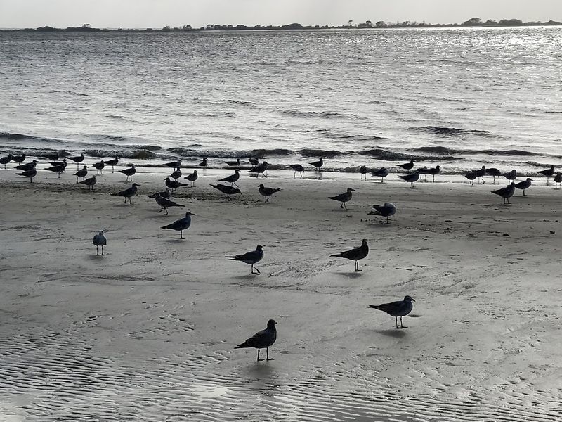 Rich Wildlife and Sea Birds Throughout the Area