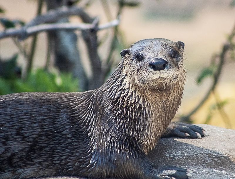 River Otters on the Top Floor River Otters on the Top Floor