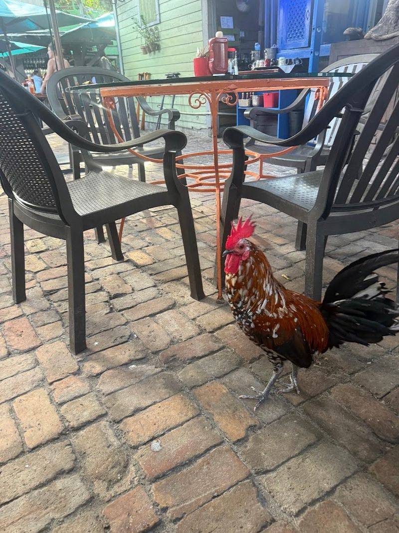 Rooster Special That Keeps Guests Coming Back
