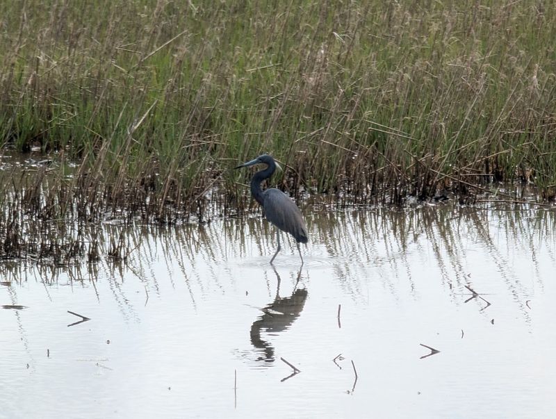 Salt Marshes and Tidal Wetlands Worth Savoring Slowly