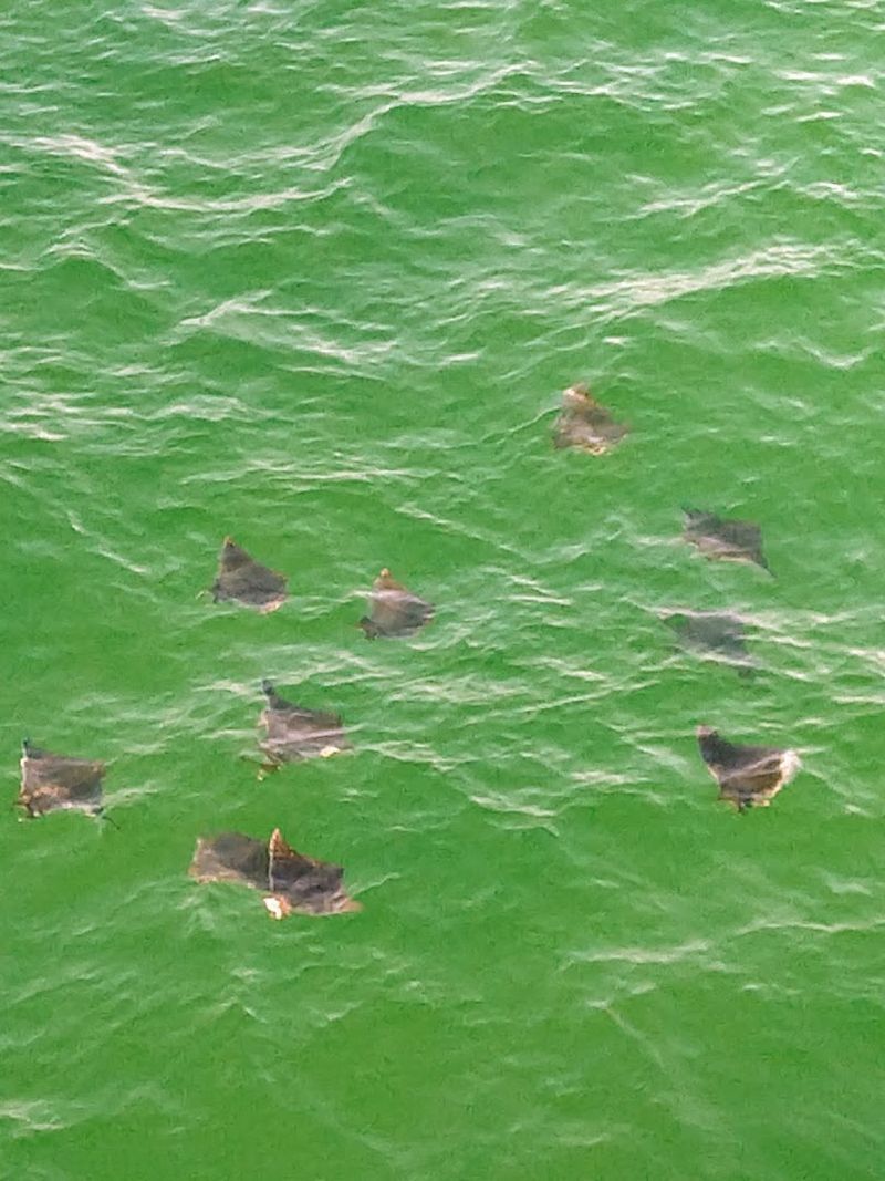 Sea Turtle Sightings and Rescue Action