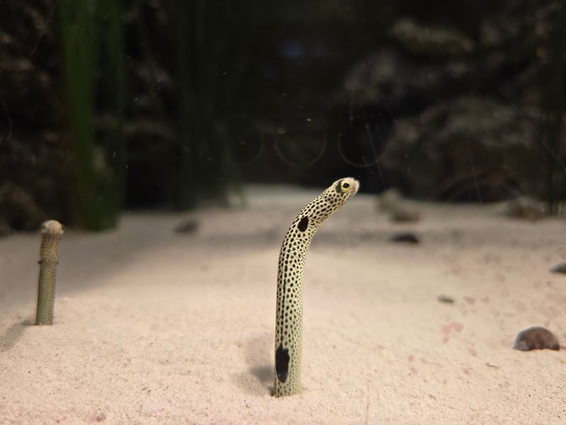 Seahorses and Tiny Creatures That Cause a Traffic Jam