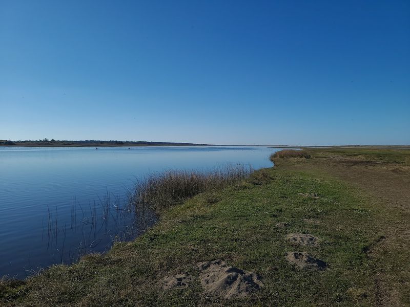 Seal Spotting at the Mouth of the Smith River