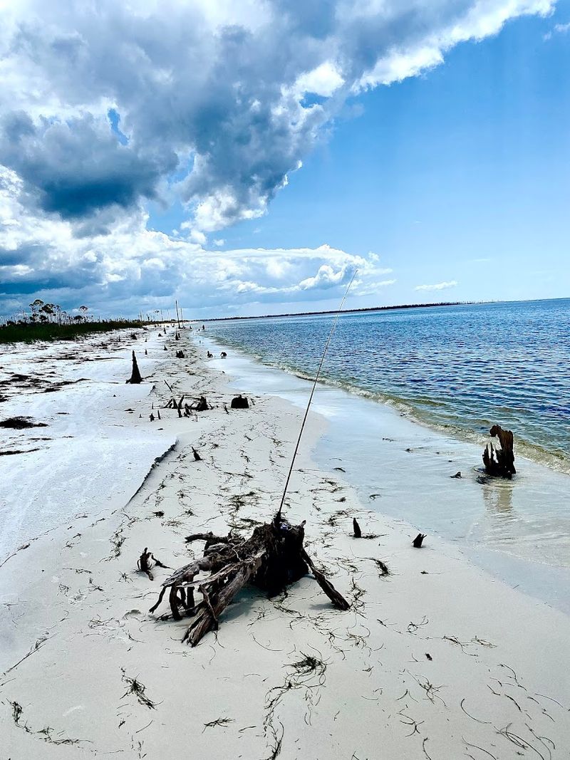 Seashell Hunting Heaven on the Gulf Coast