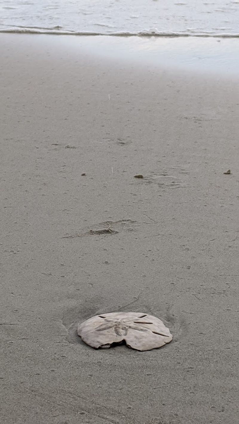 Seashell Hunting and What You Might Find