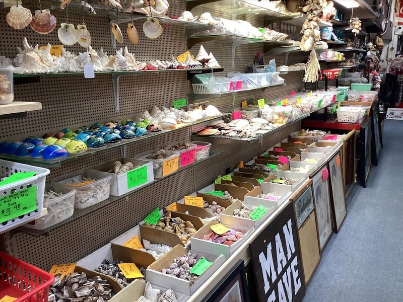 Seashells That Serious Collectors Dream About