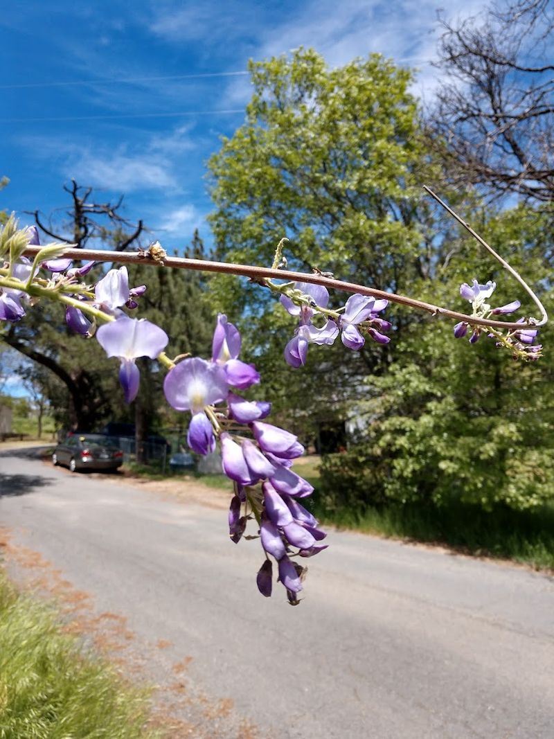 Seasonal Wildflower Blooms in Spring