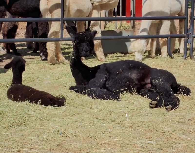 Seeing Adorable Baby Alpacas Up Close Seeing Adorable Baby Alpacas Up Close