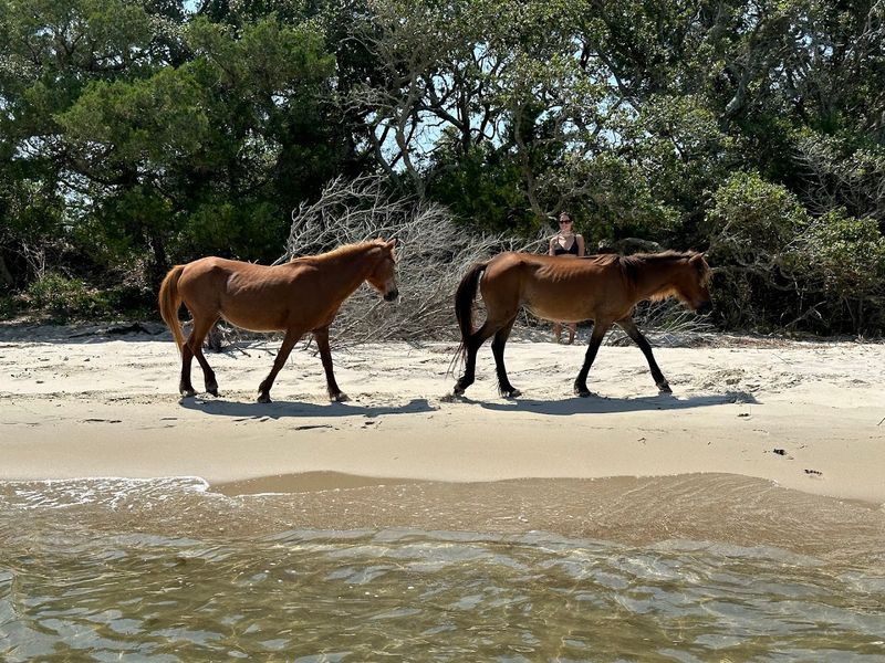 Shackleford Banks - Beaufort, North Carolina