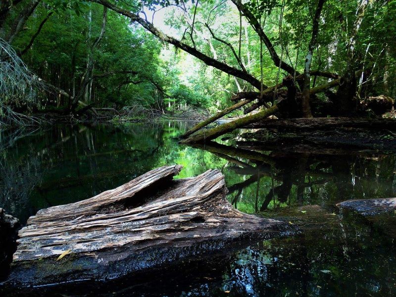 Shaded Forest Trails That Actually Block the Florida Sun